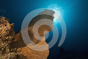 Seafan, ocean and fish