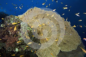 Seafan, ocean and fish