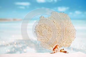 Seafan and seashell with ocean, beach, sky and seascape