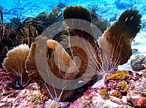 Seafans waving in shallow waters, Bonaire, Carribean sea