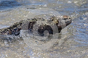 A seafaring Marine Iguana in the Galapagos, Ecuador