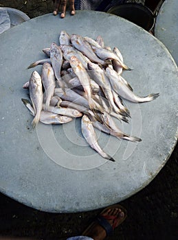 Seafish of Bangladesh