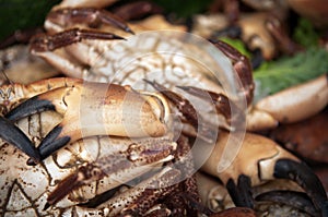 Seafood background with crab claws in a local market place