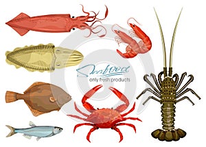 Seafood in cartoon style. Icons. Vector illustrations. Set squid, cuttlefish, crab, shrimp, spiny lobster, flounder fish