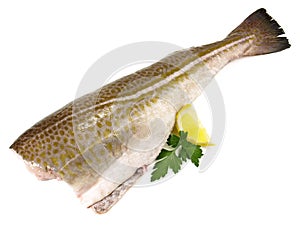 Seafood - Cod Fish isolated on white Background