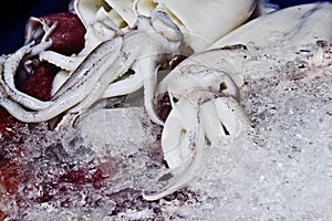 Seafood Cuttlefish