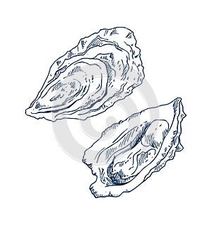 Seafood Delicacy Bivalve Oyster Sketch Poster