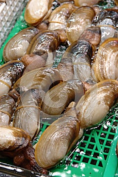 Seafood: Elephant trunk