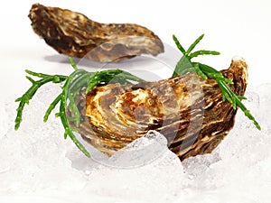 Seafood - Fine de Claire Oyster isolated on white Background