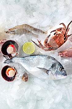 Seafood. Fresh fish, scallop, crab, and prawn on ice, overhead flat lay