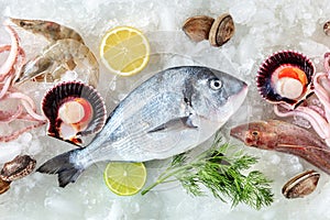 Seafood. Fresh fish and sea food on ice, overhead flat lay view