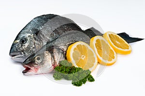 Seafood Fresh fish - in white background 02