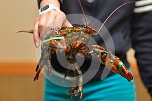 Seafood. Fresh Raw lobsters in the fish market