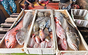 Seafood fresh sea food