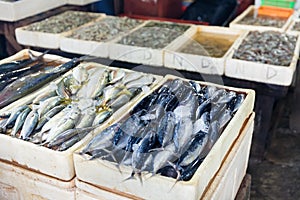 Seafood fresh sea food