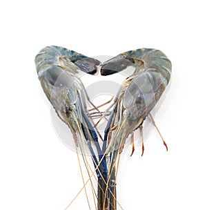 Seafood fresh shrimp isolated on white