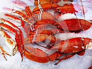 King Crabs