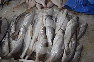 Seafood ice at fish market