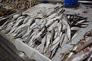 Seafood ice at fish market