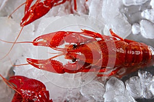 Seafood in market over ice