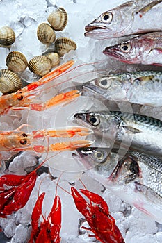 Seafood in market over ice