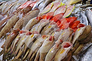 Seafood market stall with different kinds of fishes on ice in dubai