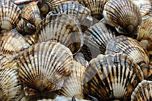 Seafood: Scallop