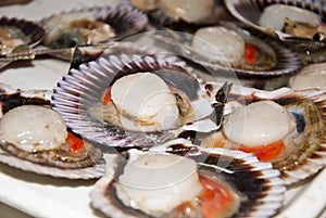 Seafood - Scallops