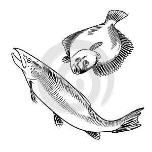 Seafood set with salmon and flounder illustration