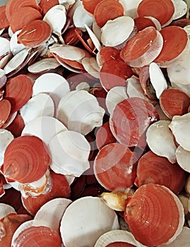 seafood shell