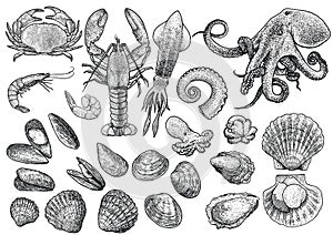 Seafood, shrimp, prawn, crab, lobster, squid, octopus, mussels, scallop, clam, oyster, cockle shell collection illustration, draw