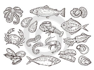 Seafood sketch. Vintage fish, drawing food. Delicious shrimp, shell squid. Sea cuisine, grilled crab calamari. Fresh raw