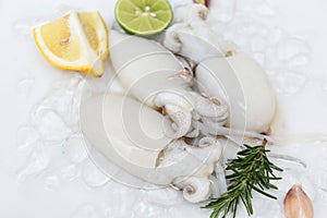 Seafood squid on ice for cooking food in the restaurant, Fresh raw octopus cuttlefish ocean gourmet with lemon and rosemary on