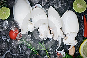 Seafood squid on ice for cooking food in the restaurant, Fresh raw octopus cuttlefish ocean gourmet with lemon and rosemary on
