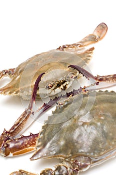 Seafood-Swimming crab