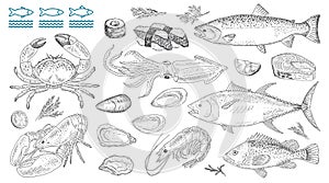 Seafood vector illustrations. Fresh sea fish, lobster, crab, oyster.