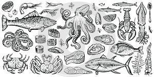 Seafood vector illustrations. Healthy food natural set. photo