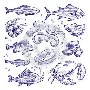 Seafoods hand drawn. Sea fishes oysters mussels lobster squid octopus crabs prawns salmon shellfish natural sea food photo