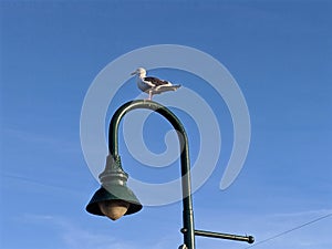 Seagull light post