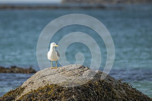 Seafull sitting on a rock covered with seaweed on Ramberg beach in Norway