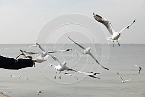 Seagall feeding from women hand