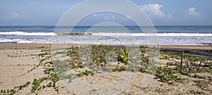 Seaglass Beach Beach VInes with Purple flowers on sand on a sunny day