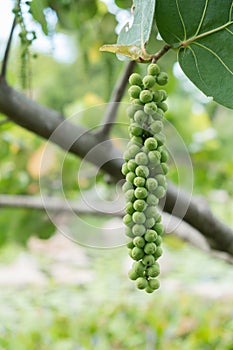 Seagrape or Baygrape fruit bunch