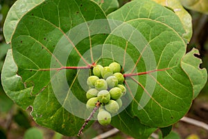 Seagrape Coccoloba uvifera fruit closeup, green - Topeekeegee Yugnee TY Park, Hollywood, Florida, USA photo