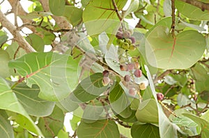 Seagrape Leaves And Fruits