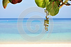 Seagrapes and tropical beach