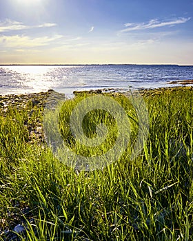 Seagrass on the beach with Baltic Sea in the background