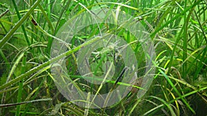 Seagrass, Dwarf eelgrass Zostera noltei at the bottom in the sea bay