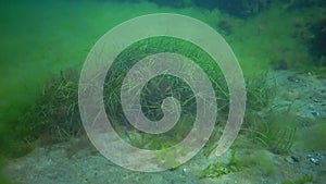 Seagrass, dwarf eelgrass zostera noltei at the bottom in the sea bay of the Black Sea