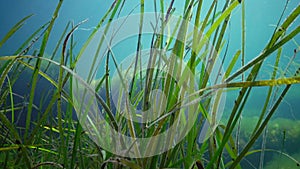 Seagrass, Dwarf eelgrass Zostera noltei at the bottom in the sea bay of the Black Sea